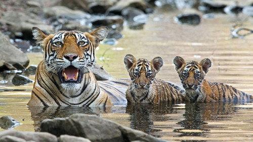 Nature Season 33 Episode 16 - Animal Childhood