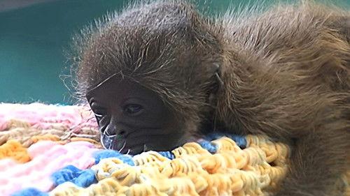 Monkey Business Season 8 Episode 11 - Episode 11