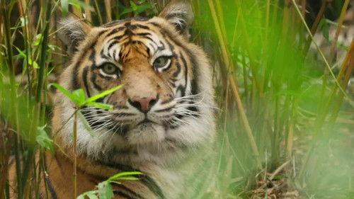 Taronga: Who's Who in the Zoo Season 5 Episode 2 - Saving Koalas