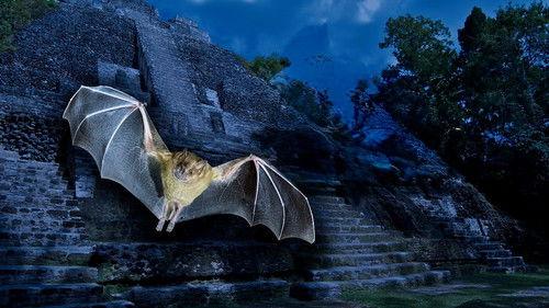 The Nature of Things Season 65 Episode 1 - Empire of Bats