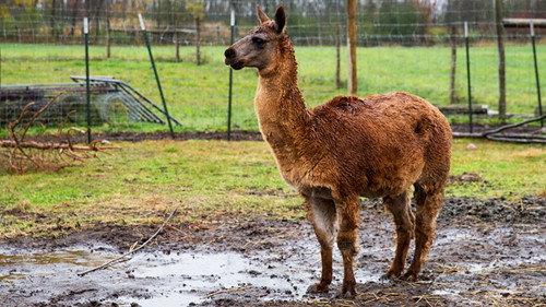 The Incredible Dr. Pol Season 10 Episode 3 - Doc Nose Best