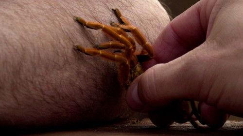 Kings of Pain Season 2 Episode 2 - Arachnophobia