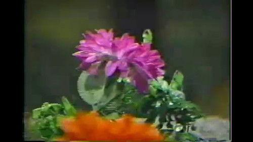 Pili Season 6 Episode 10 - Episode 10