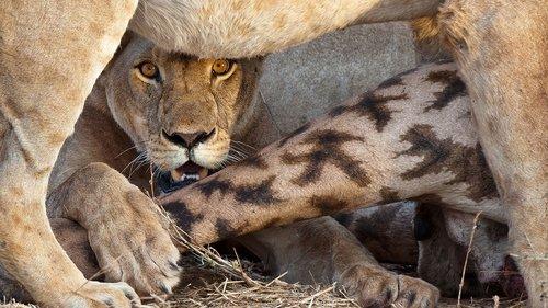 Lion Kingdom Season 1 Episode 2 - Hunter of Giants