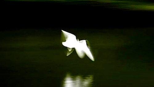 MonsterQuest Season 1 Episode 11 - Creatures from the 4th Dimension