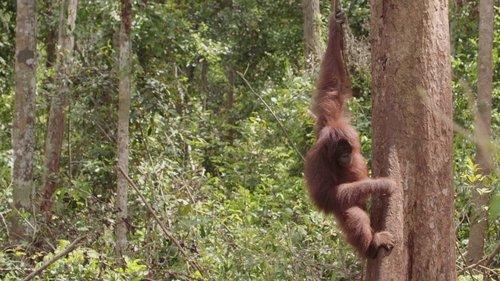 Orangutan Jungle School Season 2 Episode 5 - Wine’s New Friend