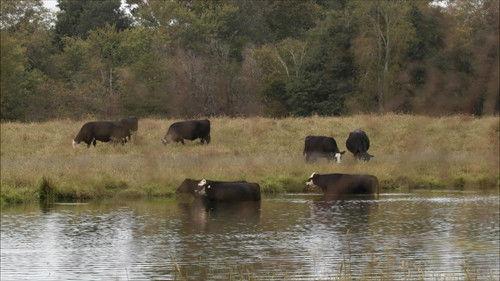 Frontline Season 45 Episode 1 - Contaminated: The Carpet Industry's Toxic Legacy