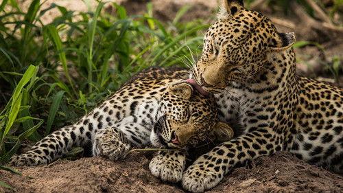 Background image for First Blood