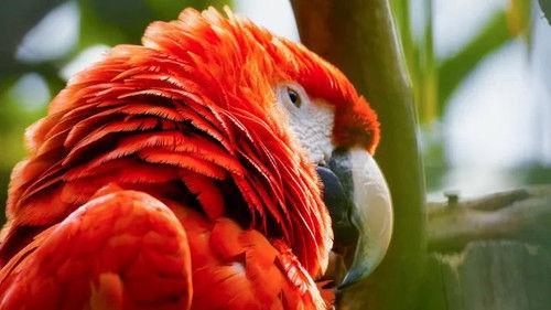 Jonahs dyreverden Season 1 Episode 9 - Episode 9