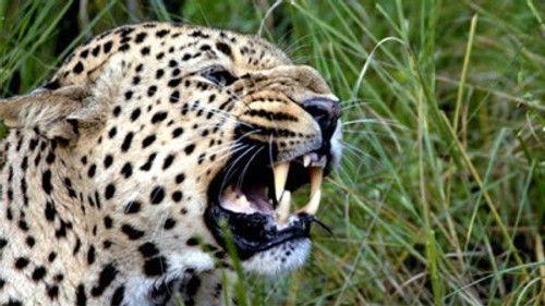 Natural World Season 29 Episode 9 - The Secret Leopards