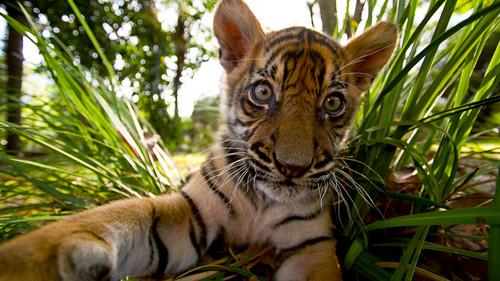 Tigers About the House Season 1 Episode 2 - Episode 2