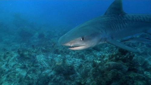 When Sharks Attack Season 1 Episode 2 - Panic in Paradise