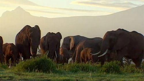 Wildlife Specials Season 1 Episode 14 - Elephants: Spy in the Herd