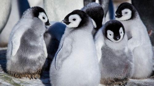 Nature Season 34 Episode 12 - Snow Chick