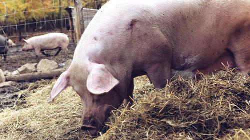 A Chef at the Shack Season 1 Episode 1 - Episode 1