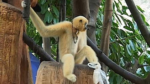 Monkey Business Season 6 Episode 12 - Episode 12