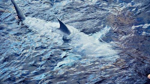 Shark Week Season 23 Episode 6 - Shark Bites: Adventures in Shark Week