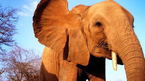 Elephant Diaries Season 1 Episode 5 - Episode 5