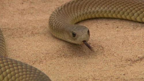 72 Dangerous Animals: Australia Season 1 Episode 5 - The Ancient Killer