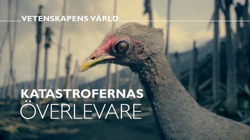 Vetenskapens värld Season 48 Episode 18 - Episode 18