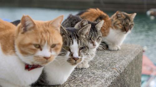 A Cat's-Eye View of Japan Season 2 Episode 20 - Kumamoto: Happy Living in Amakusa