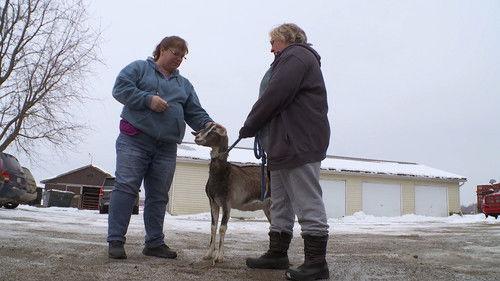 The Incredible Dr. Pol Season 18 Episode 1 - Love Wool Find a Way