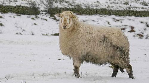 Countryfile Season 34 Episode 7 - Winter Heroes