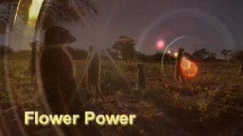 Meerkat Manor Season 1 Episode 10 - Flower Power