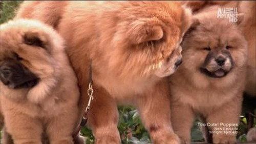 Too Cute Season 1 Episode 7 - Super Fluffy Puppies