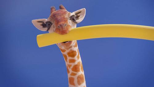 Athleticus Season 4 Episode 22 - Episode 22