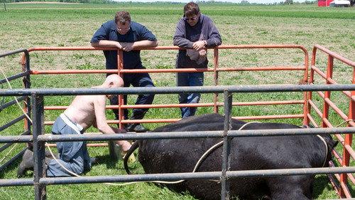 The Incredible Dr. Pol Season 2 Episode 8 - The Cow Jumped Over The Moon
