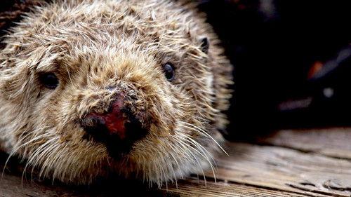 Natural World Season 30 Episode 3 - Sea Otters - A Million Dollar Baby