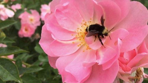 Oregon Field Guide Season 27 Episode 13 - Backyard Habitat & 2nd-Graders at the Bay