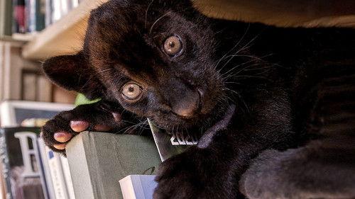 Background image for Episode 1