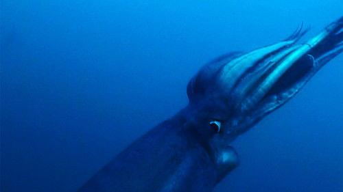 Background image for Alien Squid Invasion