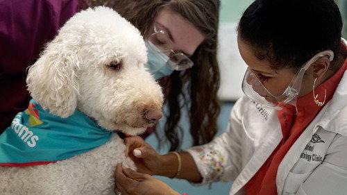 Pop Goes the Vet with Dr. Joya Season 1 Episode 1 - I'm All Ears Worms