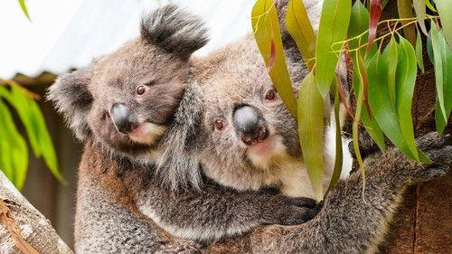 Animal Park Season 22 Episode 2 - Summer 2023: Episode 2