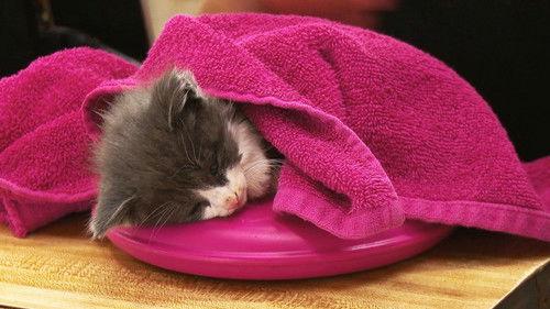 The Incredible Dr. Pol Season 12 Episode 7 - Don't Turkey, Be Happy