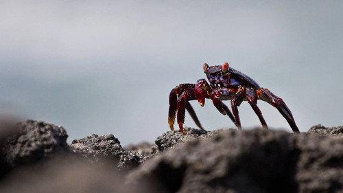 David Attenborough's Global Adventure Season 1 Episode 4 - Survivors