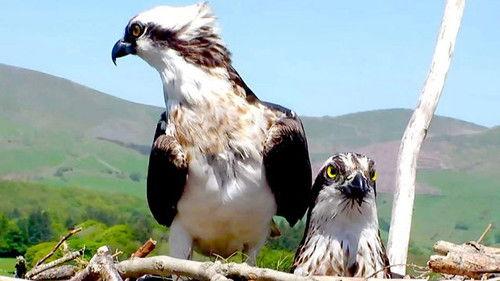 Springwatch Season 10 Episode 10 - Episode 10