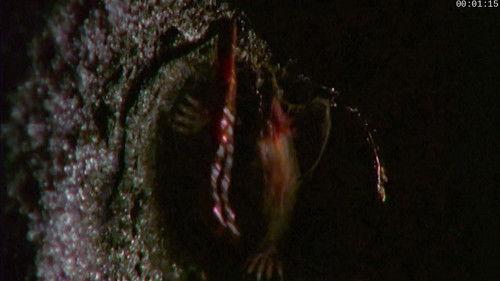 Absurd Planet Season 1 Episode 4 - The Cycle of Life