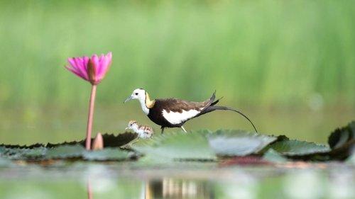 Parenthood Season 1 Episode 4 - Freshwater