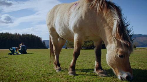 Dr. Oakley, Yukon Vet Season 5 Episode 5 - Bovine Intervention