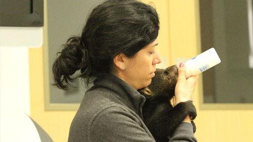 Secrets of the Zoo: Tampa Season 1 Episode 2 - Bear Necessities