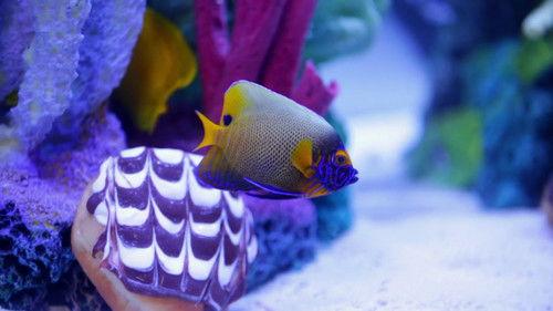 Tanked Season 12 Episode 2 - Brett's Donut Mania Tank