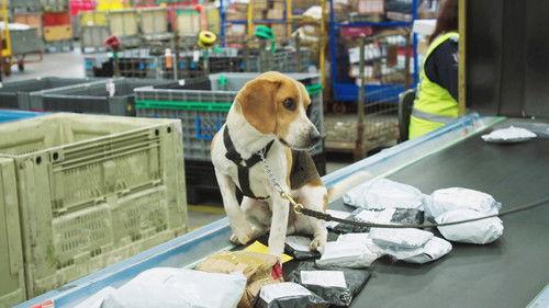 Dog Squad Season 13 Episode 9 - Episode 9