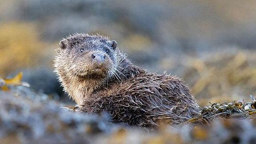 Springwatch Season 20 Episode 7 - Episode 7