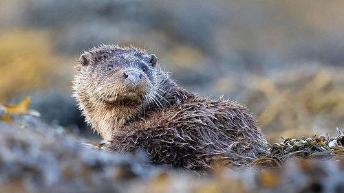 Springwatch Season 20 Episode 7 - Episode 7