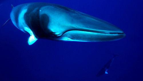 Great Barrier Reef Season 1 Episode 1 - Nature's Miracle