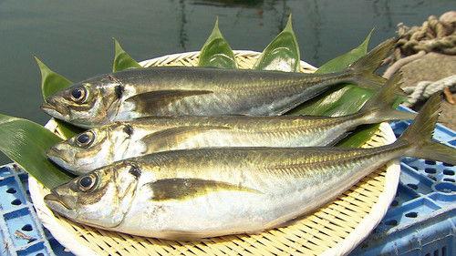 Trails to Oishii Tokyo Season 1 Episode 9 - AJI